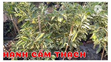 Cây Hạnh cẩm thạch | 0386569374 - Ngọc Ngân Bến Tre | Chuyên cây độc lạ