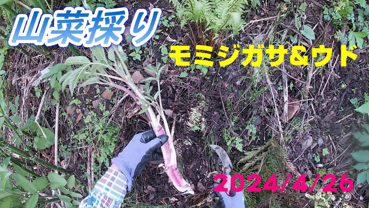 山菜採り】モミジガサ&ウド 2024/4/26 - YouTube
