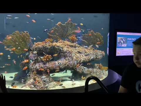 Video: Odysea Aquarium Scottsdale: Mga Tip, Mga Ticket, Lokasyon