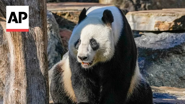 Chinese premier Li visits Adelaide zoo home to giant pandas on loan from China - DayDayNews