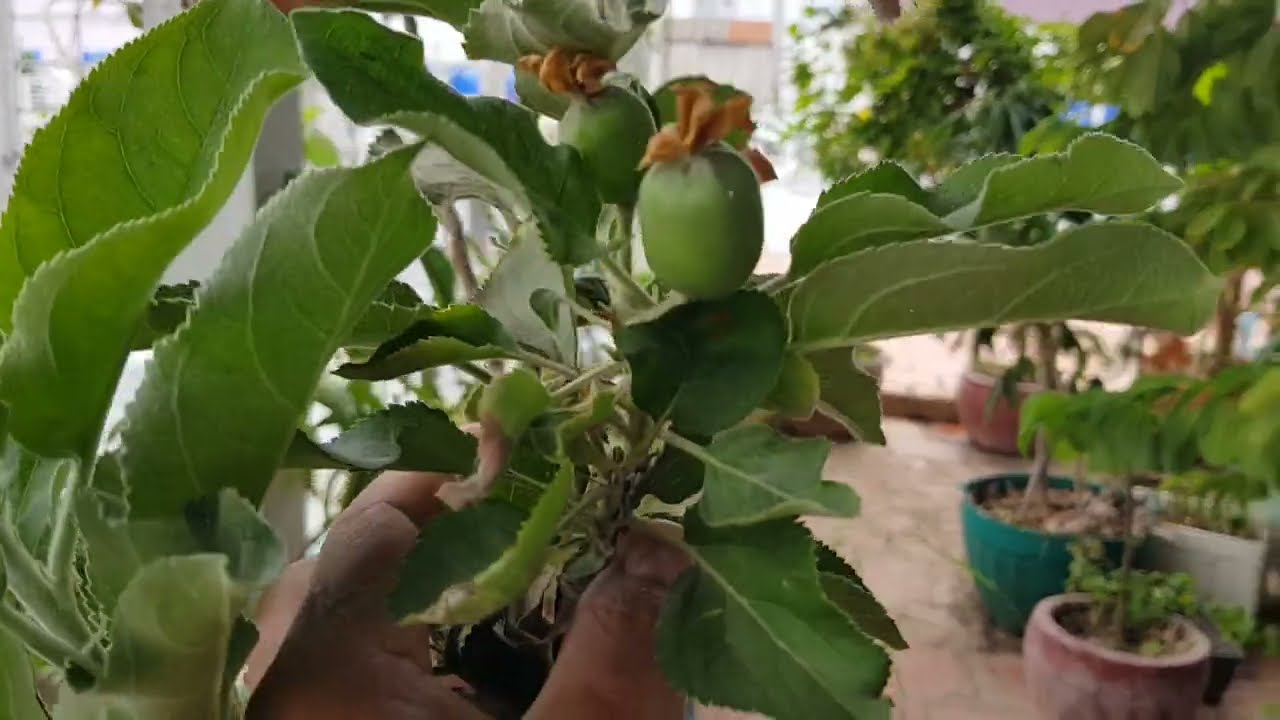 ដើមប៉ោមដាំស្រុកខ្មែរក៏បានផ្លែហូបដែរ