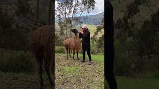 El Encanto De Los Llamingos