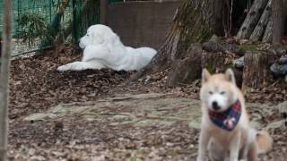 犬たちの休日　2017年4月16日　Greatpyrenees グレートピレニーズ