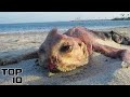Top 10 Mysterious Creatures That Washed Up On Shore