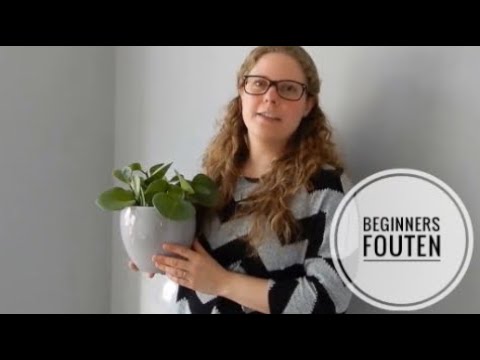 Video: 5 Kamerplanten Met De Meest Massieve Bloeiwijzen. Lijst Met Namen Van Planten Met Grote Bloeiwijzen Met Foto - Pagina 3 Van 6