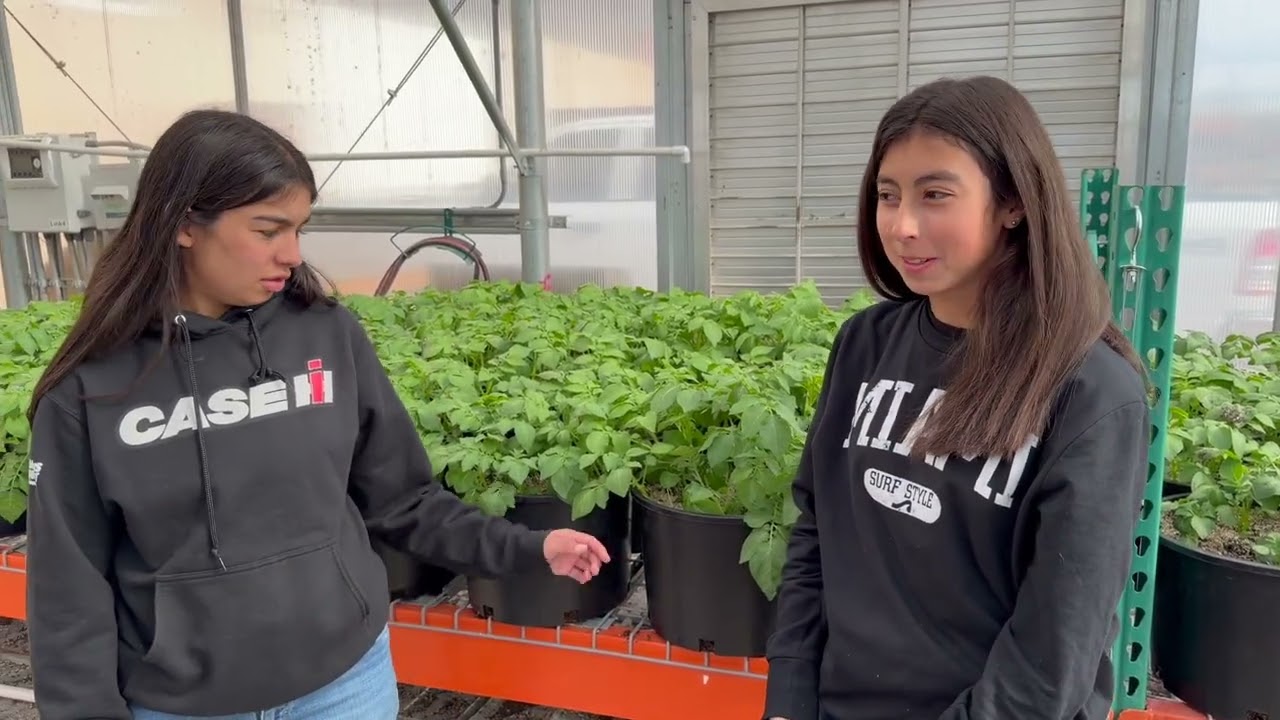 Alamosa FFA 2025-2026 Minituber crop with Rockey Farms