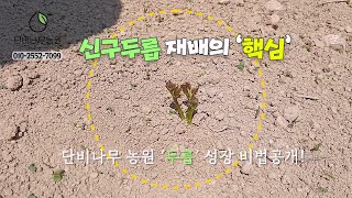 두릅 뿌리관리 5대 비법! 실패 없는 신구두릅 재배 꿀팁 전수