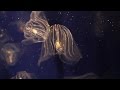 Самые красивые обитатели океана медузы 2015