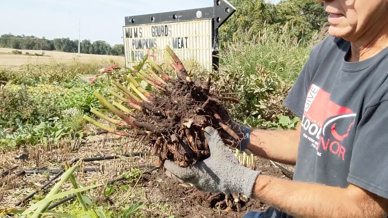 Digging and Dividing Peonies, Part 1 September 30, 2021 YouTube