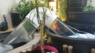 Goldfish Water Bridge works!!! Indoor Pond Aquarium. Wakin, Watonai & Shubunkin