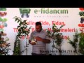 Download Aşılı Ceviz Fidanı Özellikleri ve Fidanı Satışı Aşılı Ceviz Fidanı Özellikleri ve Fidanı Satışı