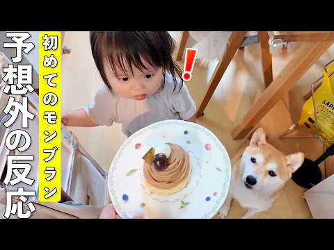 生まれて初めてモンブランを食べた2歳娘と見守る柴犬が面白すぎましたw