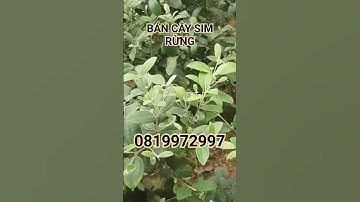 bán cây sim rừng #câysimrừng #simrừng #hoasim #caycanh