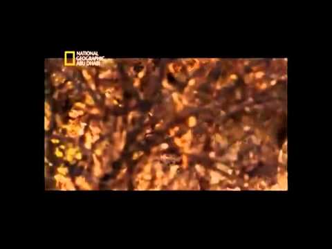 فيلم وثائقي حقيقي رعب 2015