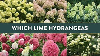 Comparing 4 Different “Lime” Hydrangeas  Which is BEST for you?