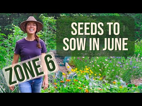 What to Plant in June- Zone 6 Vegetable Garden