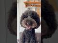 #わたしの犬 #みつめる選手権 岳ちゃん、風ちゃん、雷ちゃんver🐶🩶