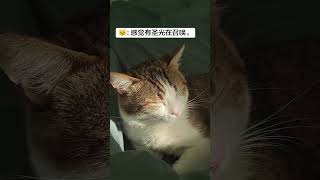 Cat's Heavenly Dream: Jianzhou Feline's Spiritual Journey