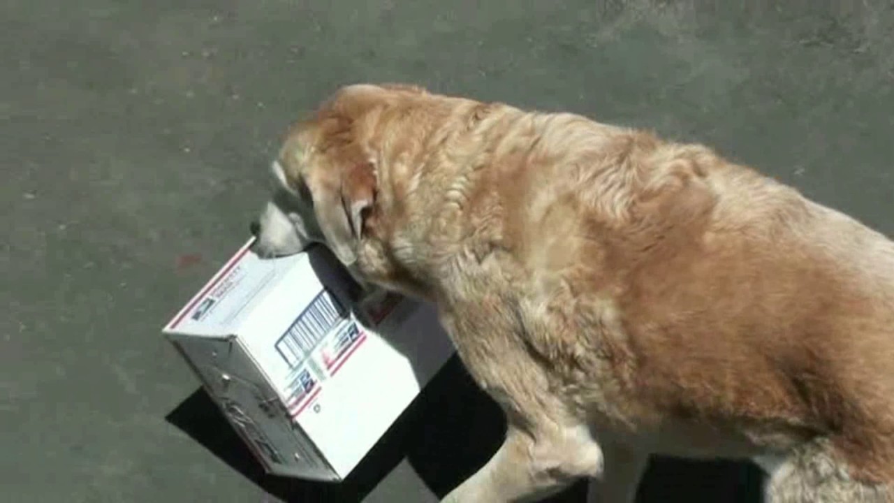 Can your pet be reincarnated? YouTube