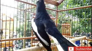 PANCINGAN KACER EMOSI TINGGI BIKIN KACER ngeplay BONGKAR ISIAN.!!!