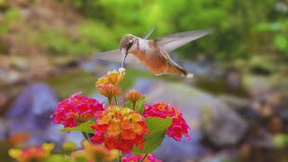 Flowing Waters Harmony | ASMR Sounds for a Relaxing Evening