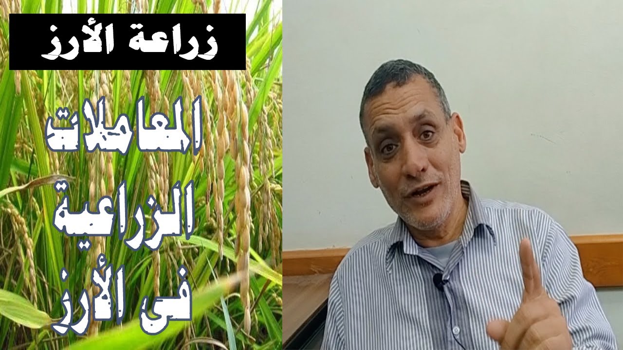 زراعة الأرز | المعاملات الزراعية التي تتم في زراعة الأرز