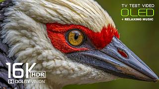 ONLY BEST Dolby Vision OLED HDR TEST | 16K Video ULTRA HD 1000 FPS