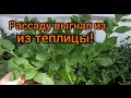 Идеальная рассада ПЕТУНИИ своими руками!!!