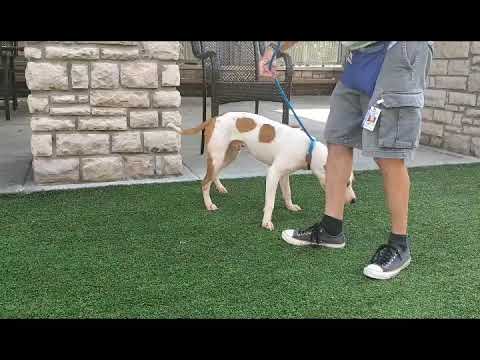Meet TJ a Terrier American Pit Bull currently available for adoption! 8/24/2019 4:36:41 PM
