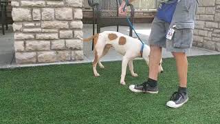 Meet Tj A Terrier American Pit Bull Currently Available For Adoption 8242019 43641 Pm