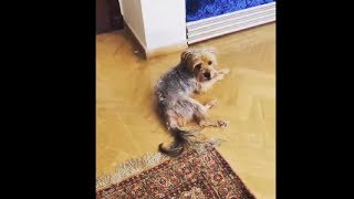 Little Doggo Singing Along To A Piano
