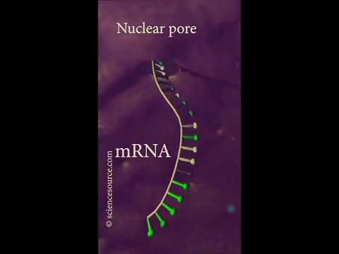 Gene transcription and