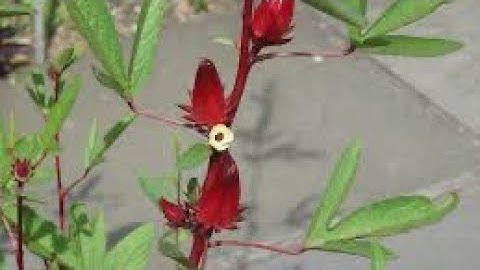 Những Công dụng tuyệt vời của Hoa  bụp giấm , bạn đã biết chưa?