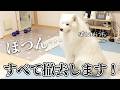【困惑】突然お家が無くなった時のサモエドの反応が可愛すぎました…