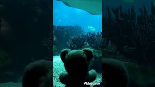 Alb The Teddy Bear #Shorts Under The Waves #Top Aquarium #Best Sea Life