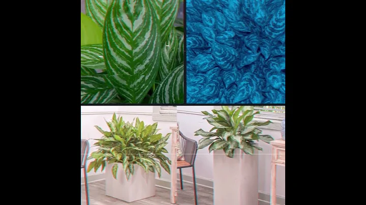 Anglaonema Varieties for Sale