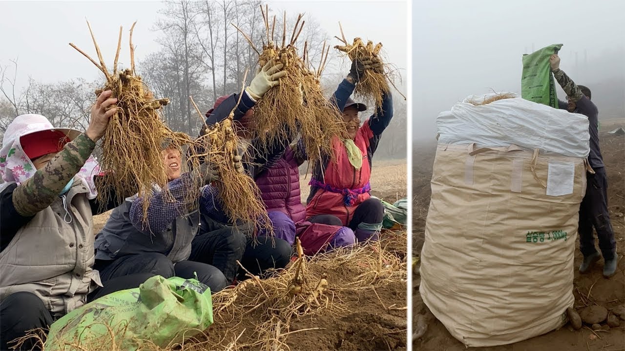 Ginseng Grown for 2190 days / Washing, Drying Processing Factory / Mass