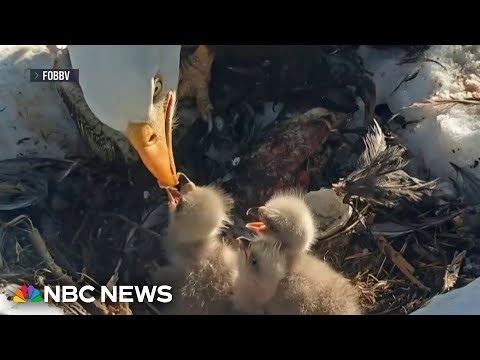 Viral bald eagle
