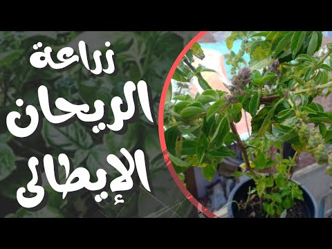 طريقة زراعة الريحان الحلو الحبق الريحان الإيطالى