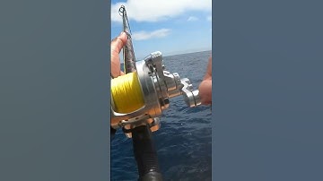 Trải nghiệm câu cá cam trên tàu sport fishing #shorts #shortsvideo