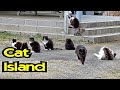 L'isola dei Gatti "Tashirojima" 😻- Vivi Giappone