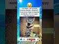 #юмор #шуточное #смех #мем #смехпродлеваетжизнь #смешновидео #анекдоты #смешнойшортс #прикол