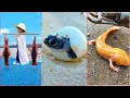 Catching Seafood 🦀🐙 ASMR Relaxing (Catch Shark , Catch Fish ,Deep Sea Monster ) - Tik Tok #156