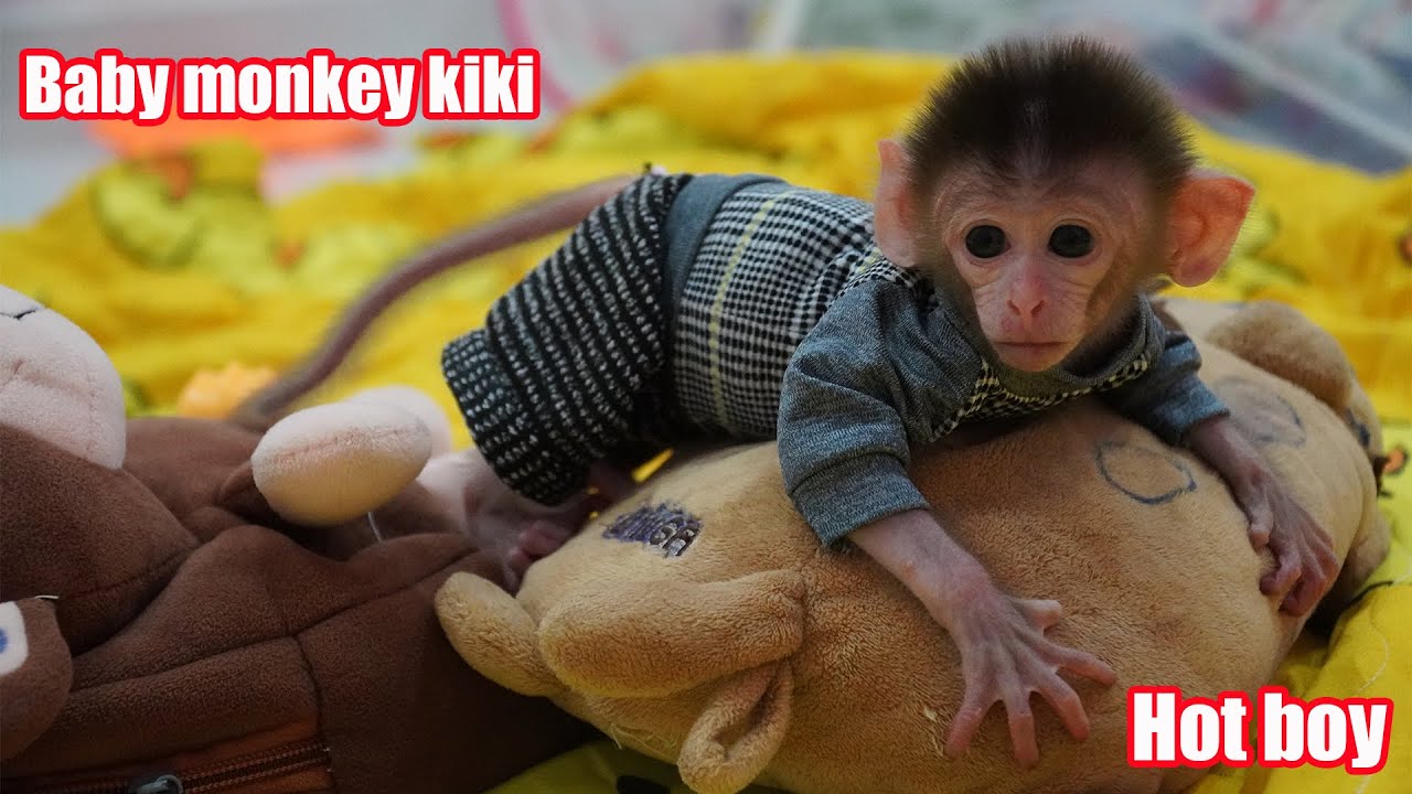 cute baby monkeys in clothes