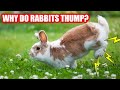 Why do Rabbits Thump?