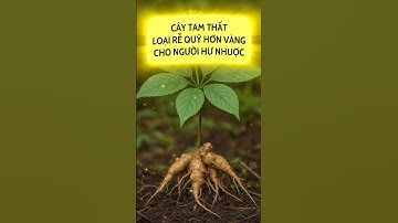 CÂY TAM THẤT – LOẠI RỄ QUÝ HƠN VÀNG CHO NGƯỜI HƯ NHUỢC #caythuocvietnam #dongyhiendai #dongy