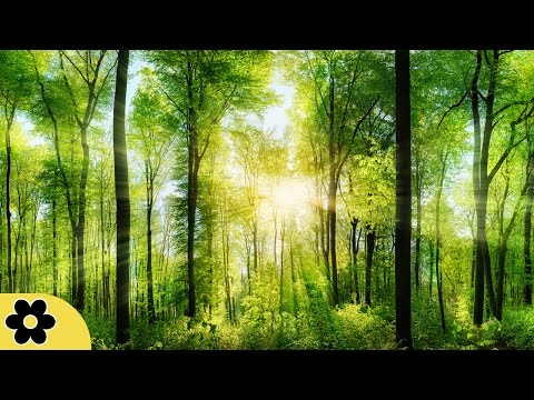 youtube relaxing music