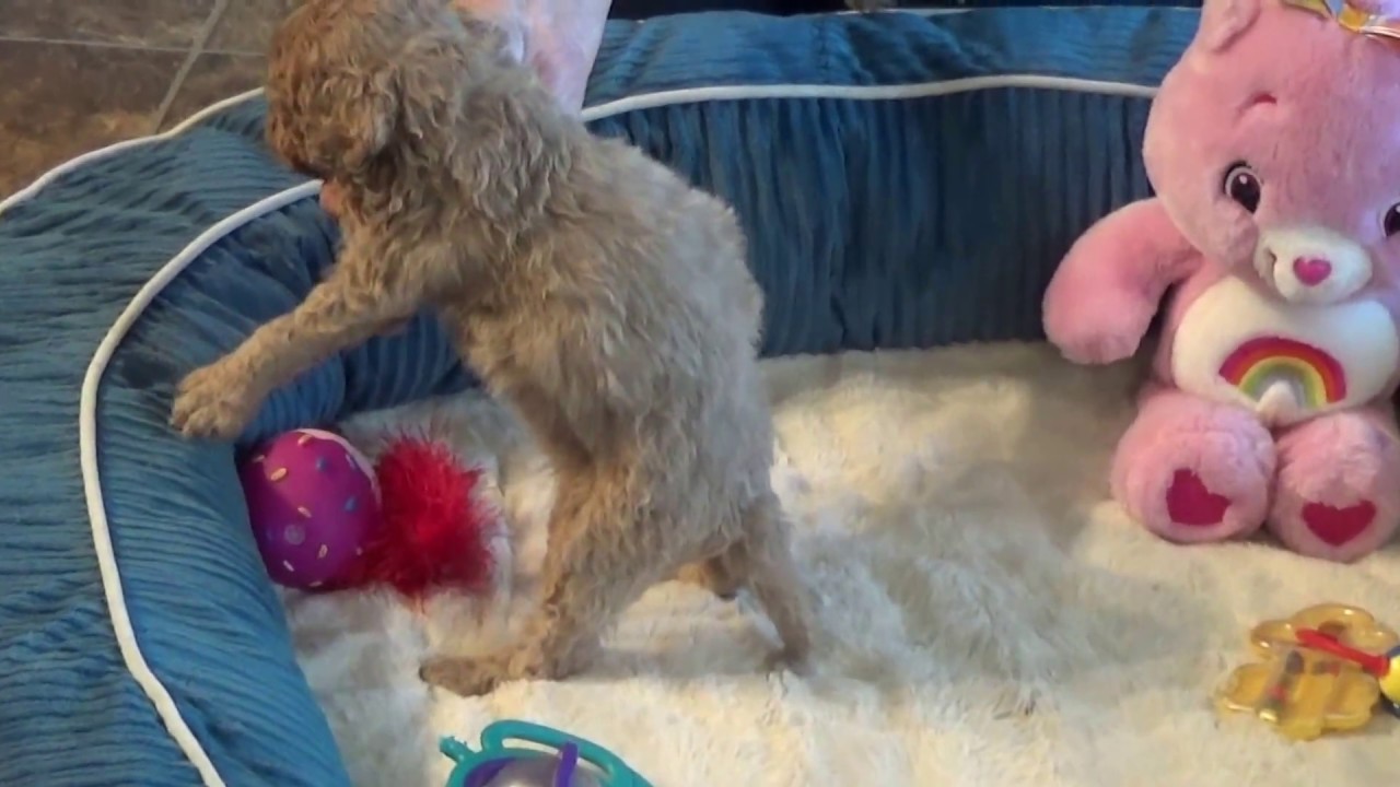 Lily's cavapoo Levi, Lance and Lily doodle معنى