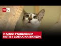 🐱🐶 У Києві роздавали котів і собак на вихідні – ТСН