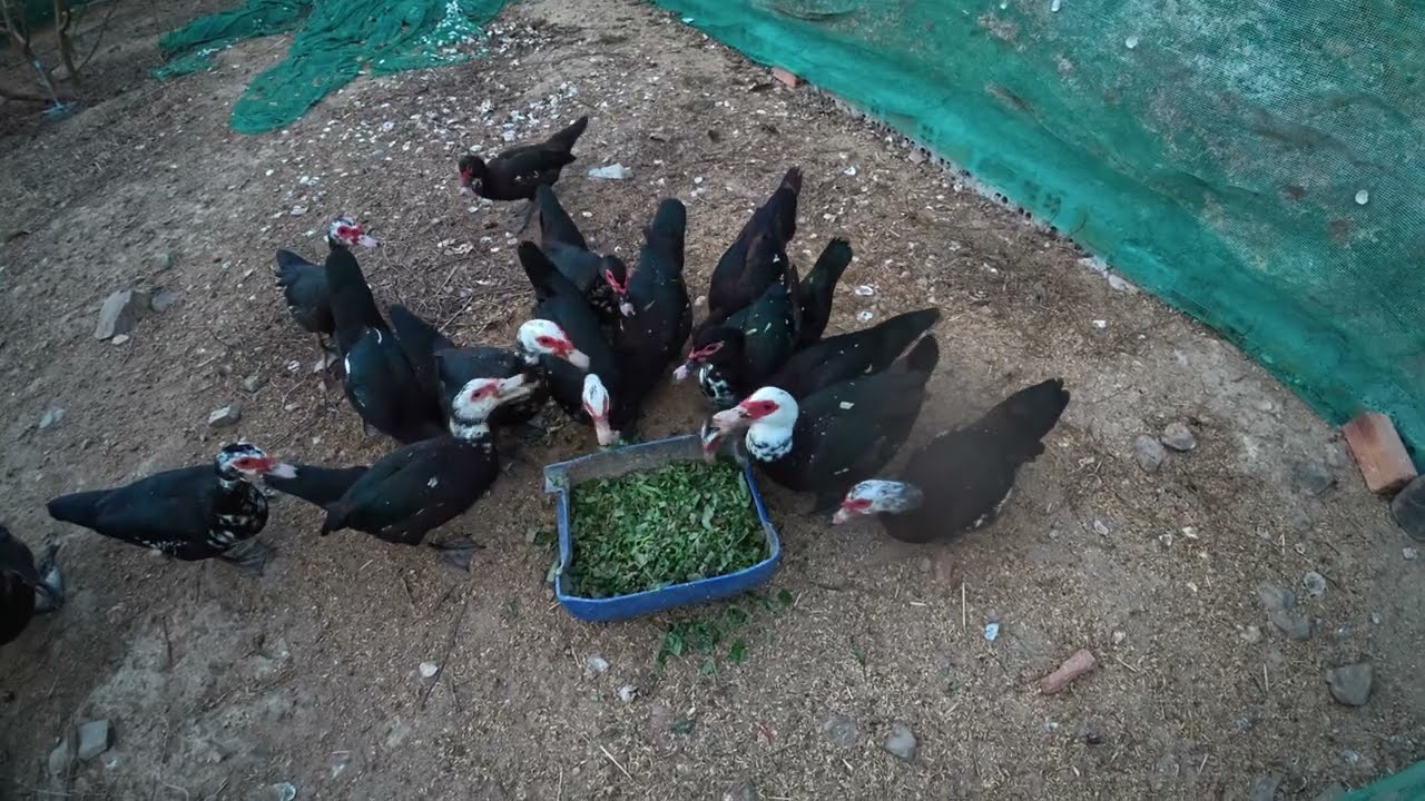 A Peaceful Countryside Day: Bathing 40 Wild Boars, Cutting Grass in the Sun